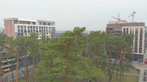 Pines And New Buildings