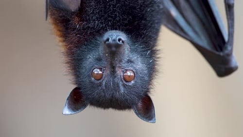 Pteropus Vampyrus colgando pacíficamente boca abajo y mirando a la cámara. PRIMER PLANO EXTREMO