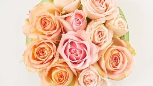 Schöne rosa Rose rotierend auf weißem Hintergrund Makroaufnahme