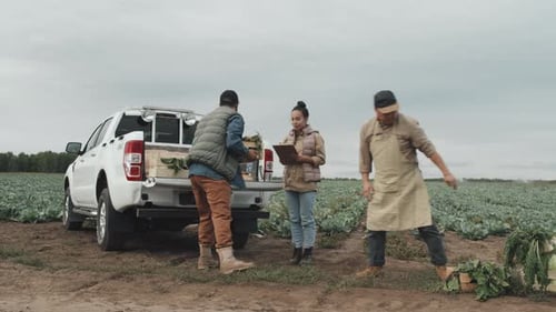 Loading Vegetables Into Pickup Truck
