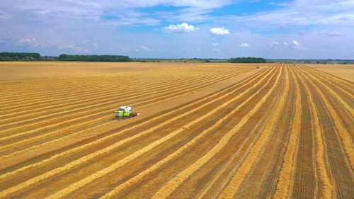 Combine Harvester Agricultural Machine Ride in the Field of Golden Ripe Wheat