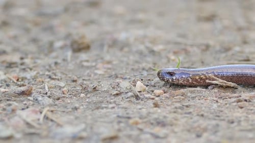 Langsamer Wurm Nahaufnahme