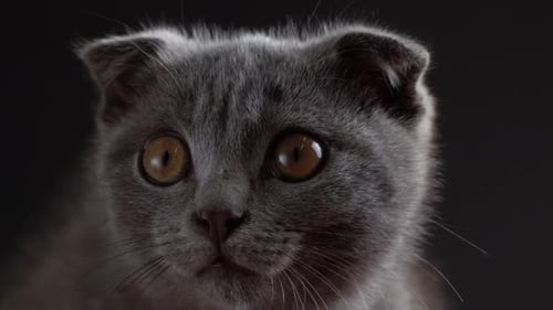 British Scottish Fold Cat Close Up Portrait
