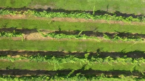 Luftaufnahme von oben auf die Landschaft Schöne Bauernhöfe und Weinberge. Trauben im Weinberg. Luftaufnahme vi