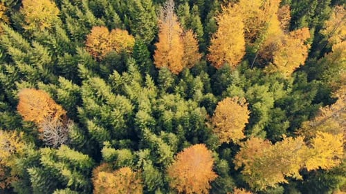 Wald Herbst Berge Luftaufnahme Sonnenuntergang Jahreszeit Hill Wood