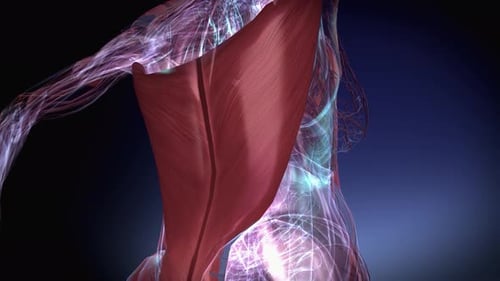 3D Render of Human Muscular and Nervous Systems