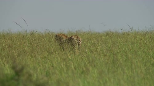 Cheetah walking in plains