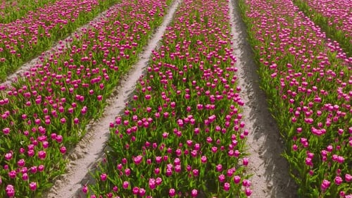 Vibrant Pink Tulips Blooming in Neat Rows
