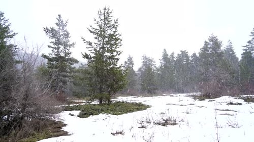 Fortes chutes de neige en forêt mixte