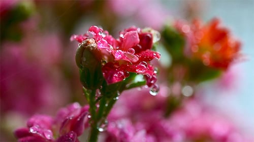 Kalanchoe rose.