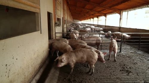 Travelling on a pig farm with many pigs