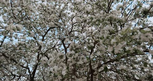 Blooming Apple Trees in Spring