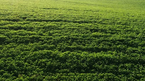 Aerial View of Green Field From Drone Pov, Top View