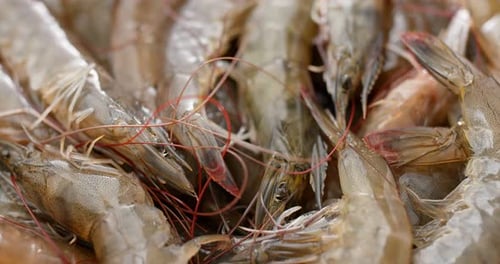 Raw Shrimp in Shells Close Up