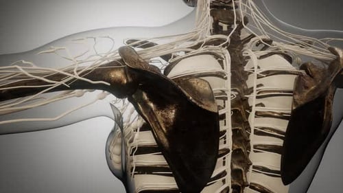 3D Human Torso Anatomy with Skeleton and Nerves Animation