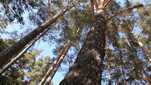 Tall Pine Trees Reach for Blue Sky