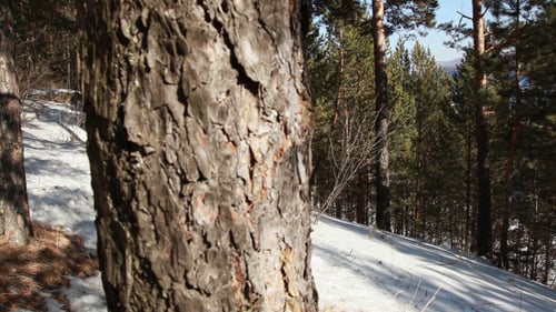 Panorama in a Pine Forest