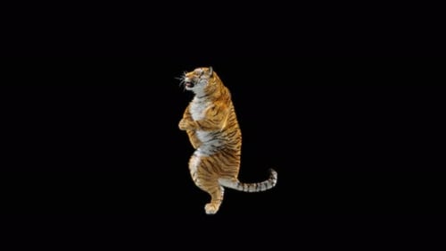 64 Tiger Dancing 4K
