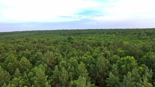 Vue aérienne naturelle d'une belle forêt verdoyante