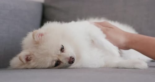 Hand Petting Relaxing White Dog on Gray Couch