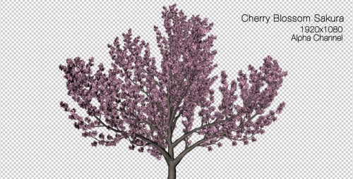 Animated Growing Cherry Blossom Tree with Alpha