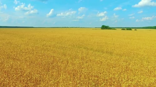 Wheat Field Drone 04