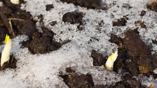 First Shoots in Spring Soil