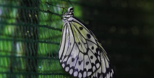 Tropical Butterflies