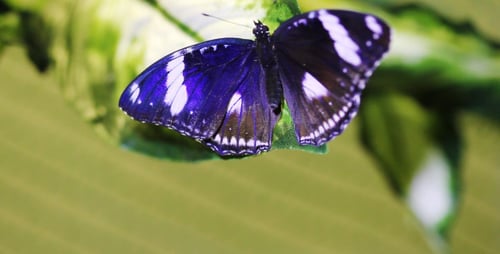 Tropical Butterflies 1