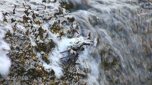 Crab