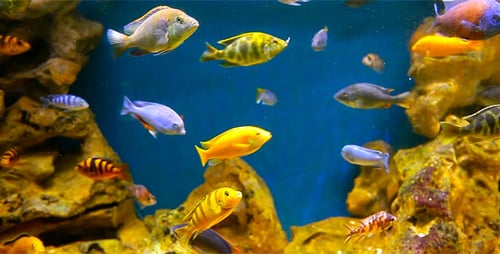 Poisson de corail 4