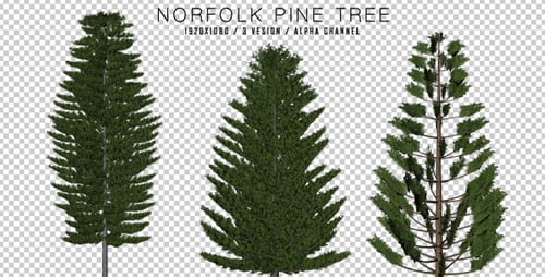 Norfolk-Kiefer (3 in 1)