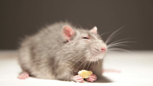 Charming Grey Rat Eating a Tasty Snack