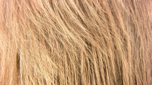 Macro Shot of Light Brown Straight Hair