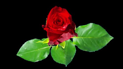 Close Up of a Red Rose Rotating