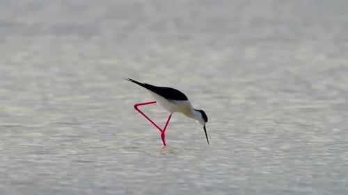 Small Bird in Shallow Water River or Lake An Animal in Its Natural Habitat Nature Wildlife Safari