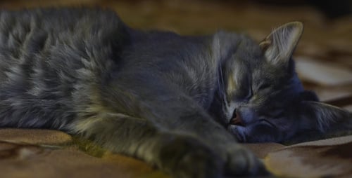 Cat Stretches Himself 2