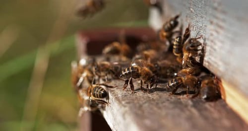 European Honey Bee, apis mellifera, Bees standing at the Entrance of The Hive
