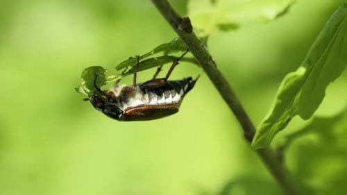 Cockchafer (May-bug) on the oak branch eating leaf - macro shot
