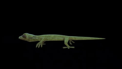 Marche Gecko