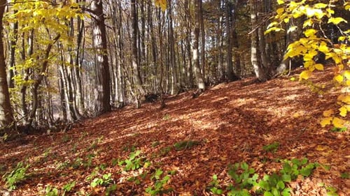 Dry Autumn leaves on Pristine Natural Forest Floor