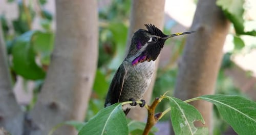 Ein bunter rosa Annas Kolibri mit schillernden Federn, die in den Rahmen fliegen und auf einem Grün landen