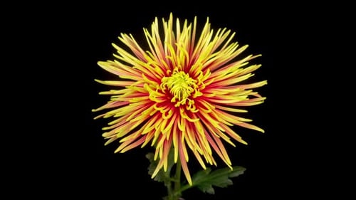 Beautiful Red - Yellow Chrysanthemum Flower Opening