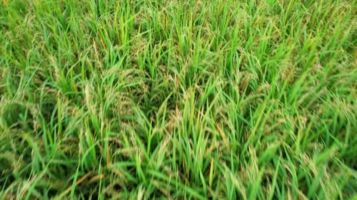 A green rice field waving in the wind, Green rice plants growing. Nature Aerial footage