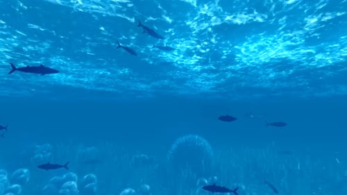 Poissons sous-marins
