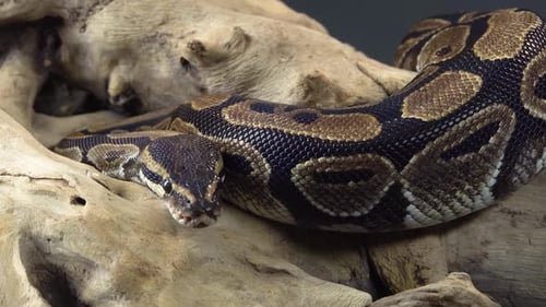 Python real o Python Regius sobre un enganche de madera sobre fondo negro. De cerca