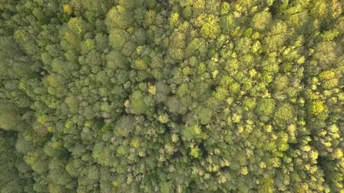 Aerial view of green pine forest with canopies of spruce trees in summer mountains.
