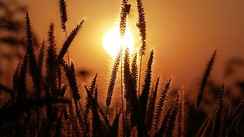 Grass Sunset Summer