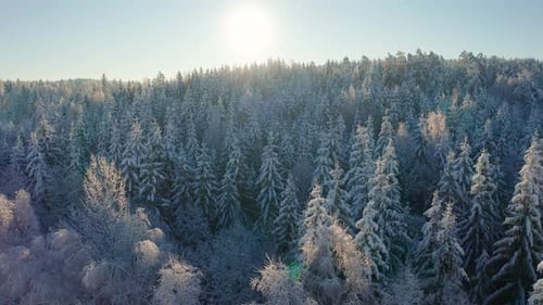 Flying Slow Up Above Epic Snowy Forest in the Cold Winter Morning