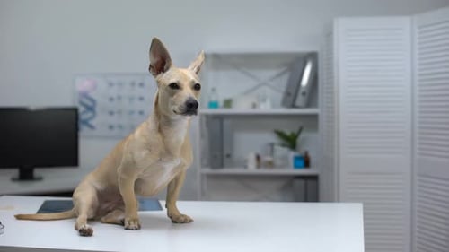 Scared Dog Sitting on Animal Clinic Table, Waiting for Veterinarian Examination